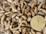 mittlere Soldatenfliegenlarven